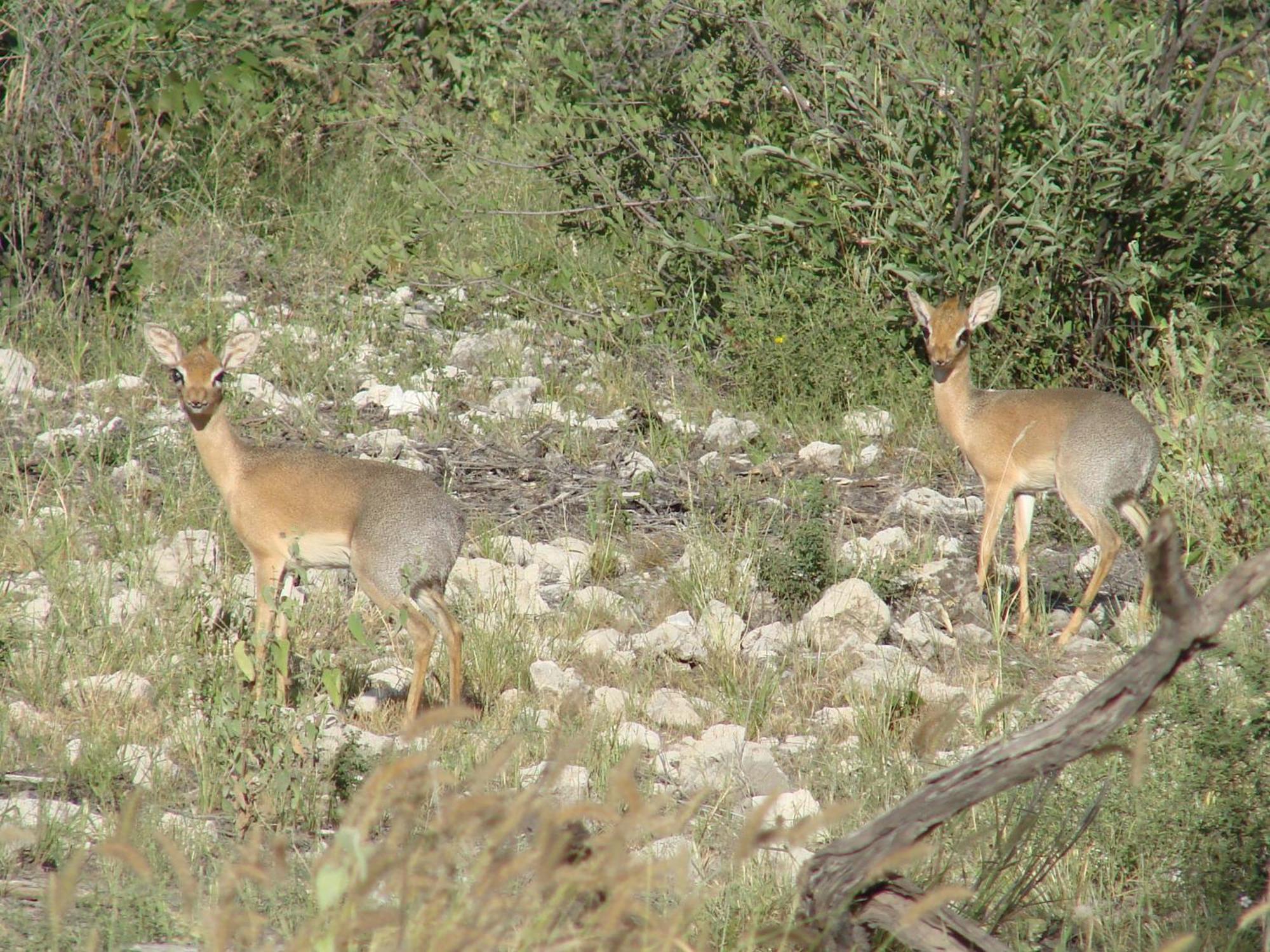 Onduri Lodge Outjo Bagian luar foto