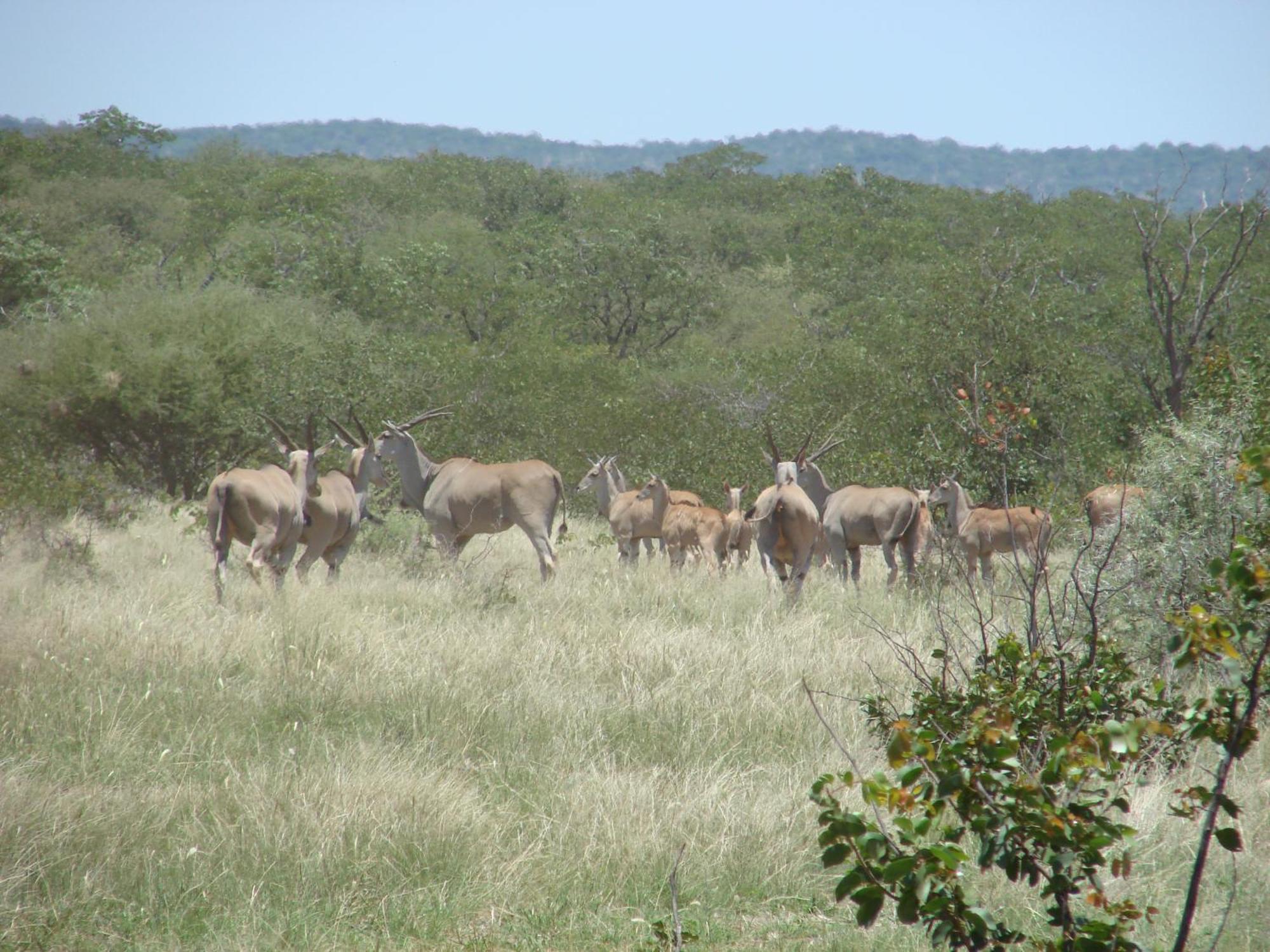 Onduri Lodge Outjo Bagian luar foto