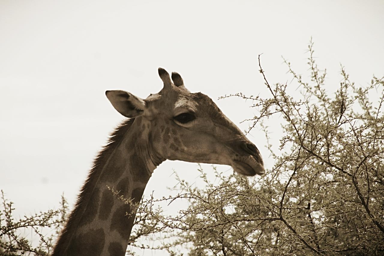 Onduri Lodge Outjo Bagian luar foto